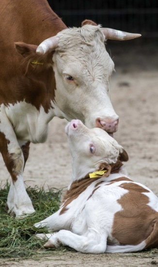 Content Section Image 1