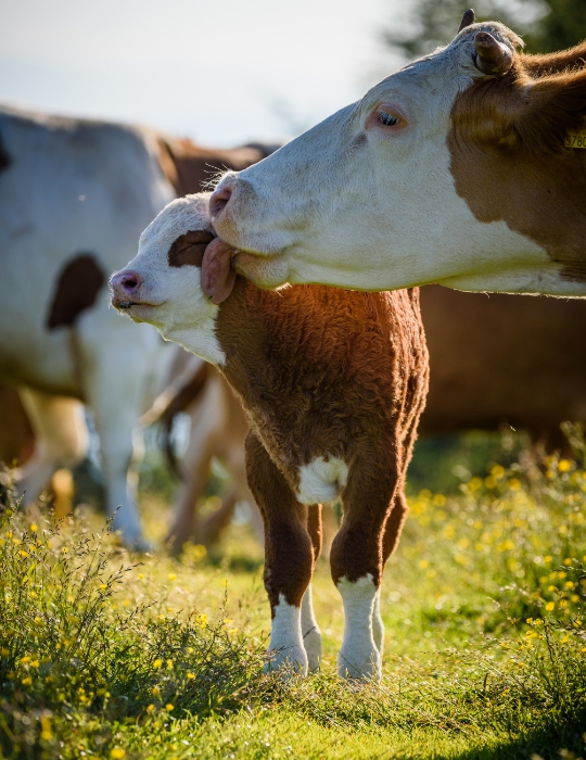 The risk of neonatal calf diarrhoea (NCD)